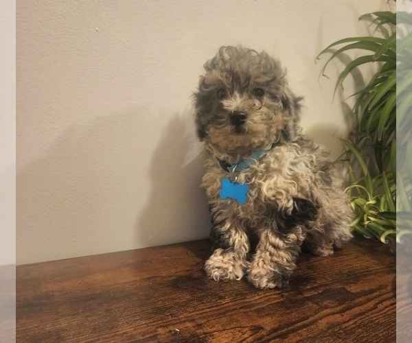Medium Photo #2 Poodle (Miniature) Puppy For Sale in INDIANAPOLIS, IN, USA