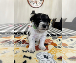 Puppy Puppy 3 Schnauzer (Miniature)