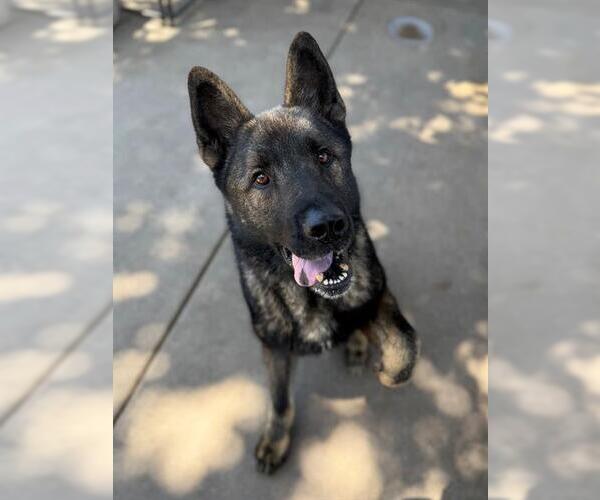 Medium Photo #2 Akita-German Shepherd Dog Mix Puppy For Sale in Chula Vista, CA, USA