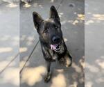 Small #1 Akita-German Shepherd Dog Mix