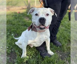 American Bulldog Dogs for adoption in Modesto, CA, USA