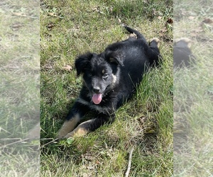 Australian Shepherd-German Shepherd Dog Mix Puppy for sale in BERRIEN SPRINGS, MI, USA