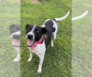 Pointer-Staffordshire Bull Terrier Mix Dogs for adoption in Conway, AR, USA