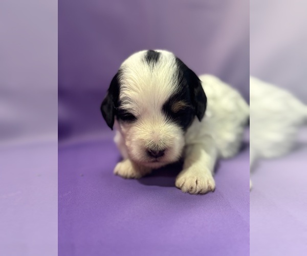 Medium Photo #19 Bernedoodle (Miniature) Puppy For Sale in LONGMONT, CO, USA