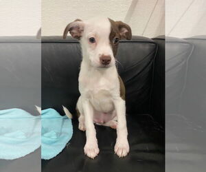 Boston Terrier Dogs for adoption in GILBERTS, IL, USA