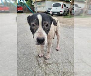 American Pit Bull Terrier-Unknown Mix Dogs for adoption in Houston, TX, USA