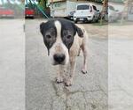 Small American Pit Bull Terrier Mix