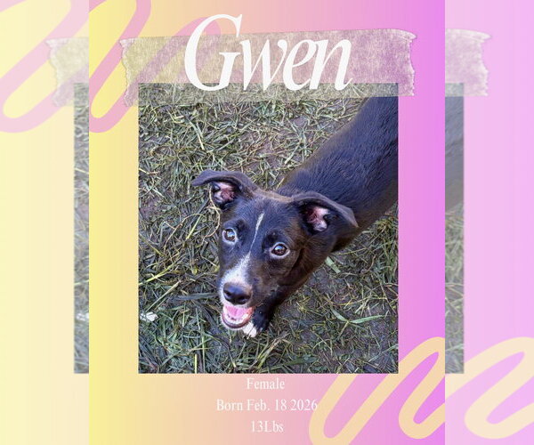 Medium Photo #2 Chihuahua-Unknown Mix Puppy For Sale in Virginia Beach, VA, USA