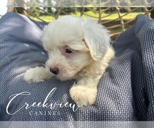 Medium Photo #8 Havachon Puppy For Sale in NIANGUA, MO, USA