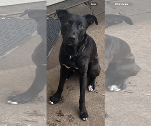 Labrador Retriever-Unknown Mix Dogs for adoption in Dallas, TX, USA
