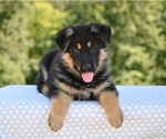 Small #1 German Shepherd Dog