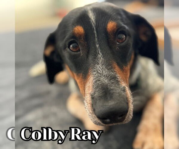 Medium Photo #15 Dachshund-Unknown Mix Puppy For Sale in San Antonio, TX, USA