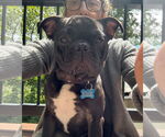 Small #7 Pug Mix