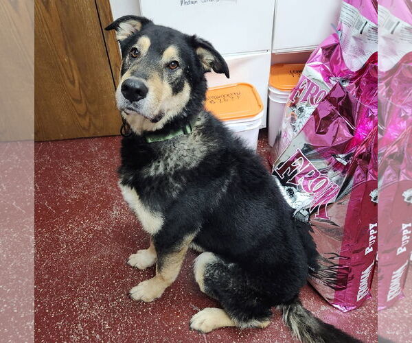 Medium Photo #2 Mutt Puppy For Sale in Fargo, ND, USA