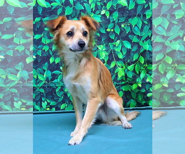 Medium Photo #4 Mutt Puppy For Sale in Wetumpka, AL, USA