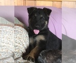 Small Photo #1 German Shepherd Dog Puppy For Sale in GRANT TOWNSHIP, MN, USA
