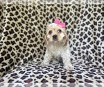 Small #8 Cocker Spaniel
