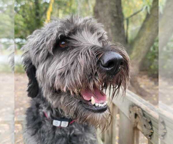 Medium Photo #2 Labrador Retriever-Unknown Mix Puppy For Sale in Elmsford, NY, USA