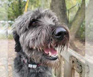 Smokey - Female Labrador Retriever-Unknown Mix Dog for Adoption - Photo #2