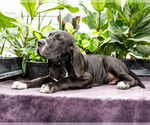 Small #3 Great Dane