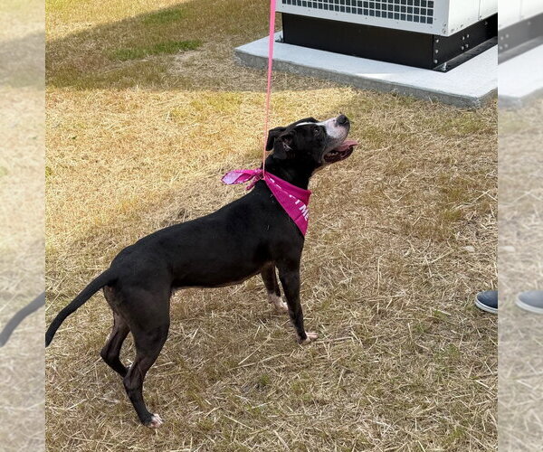 Medium Photo #5 Mutt Puppy For Sale in Tarboro, NC, USA