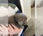 Small Photo #4 Labrador Retriever Puppy For Sale in DELTA, CO, USA