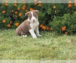 Small #8 Border Collie-Bordoodle Mix