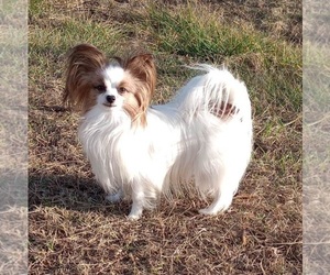 Father of the Papillon puppies born on 01/08/2026