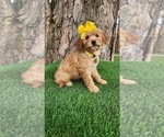 Small #1 Goldendoodle (Miniature)