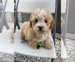 Small Photo #7 Maltese-Maltipoo Mix Puppy For Sale in ADELANTO, CA, USA