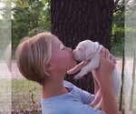 Small Photo #51 Dogo Argentino Puppy For Sale in JANE, MO, USA