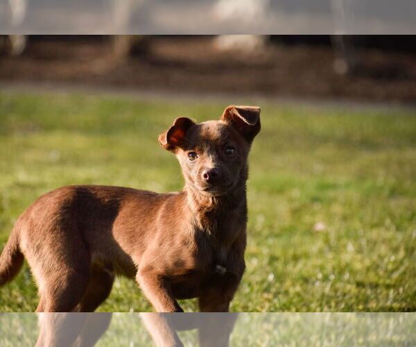Medium Photo #5 Dachshund-Unknown Mix Puppy For Sale in Arlington, WA, USA