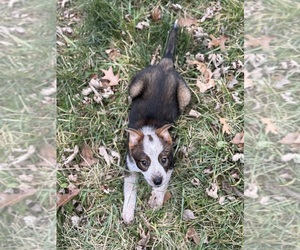 Australian Cattle Dog-Border Collie Mix Dogs for adoption in BLUE SPRINGS, MO, USA