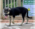 Small #2 Mutt