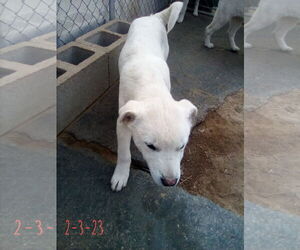 Harry Pawter of the Hogwarts family - Male Mutt Dog for Adoption - Photo #12
