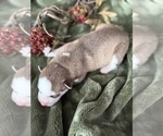 Small Photo #21 Siberian Husky Puppy For Sale in STAPLES, MN, USA