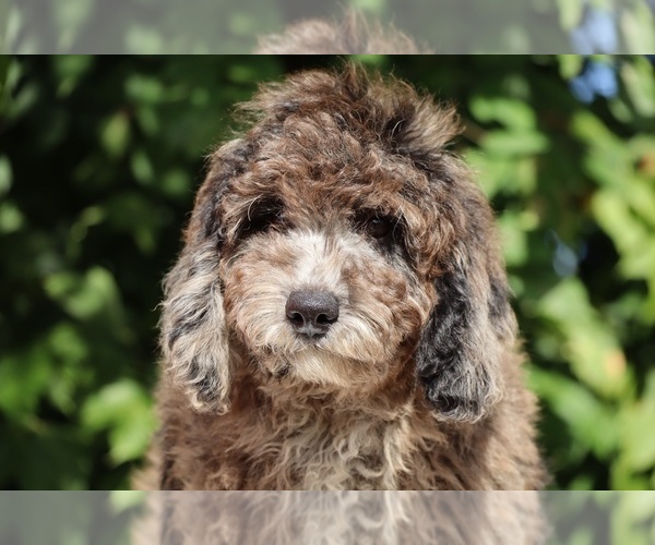 Medium Photo #11 Bernedoodle (Miniature) (+ Poodle Miniature) Puppy For Sale in DYERSBURG, TN, USA