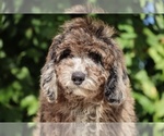 Small #10 Bernedoodle (Miniature) (+ Poodle Miniature)