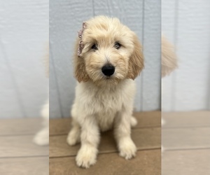 Goldendoodle Puppy for sale in OMAHA, NE, USA