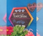 Small Photo #26 Yorkshire Terrier Puppy For Sale in AKRON, OH, USA