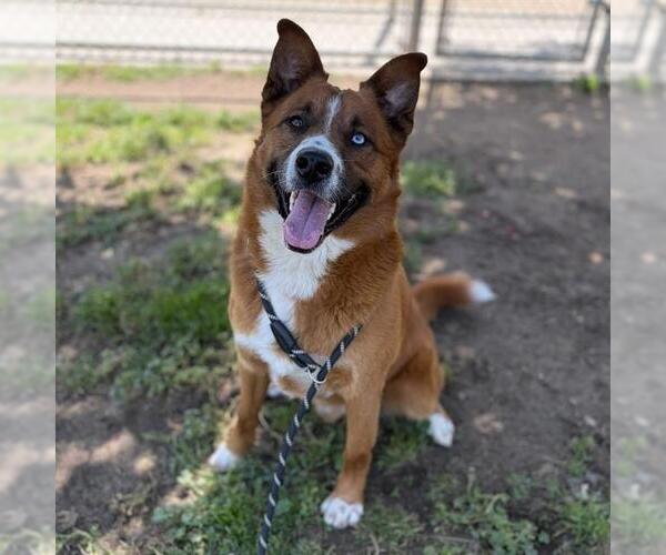 Medium Photo #1 Australian Shepherd-Unknown Mix Puppy For Sale in Modesto, CA, USA