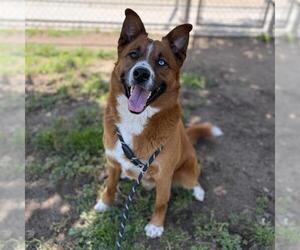 Australian Shepherd-Unknown Mix Dogs for adoption in Modesto, CA, USA