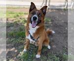 Small Australian Shepherd Mix