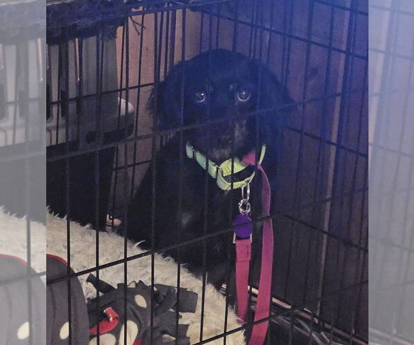 Medium Photo #4 Markiesje-Spaniel Mix Puppy For Sale in Oakhurst, NJ, USA