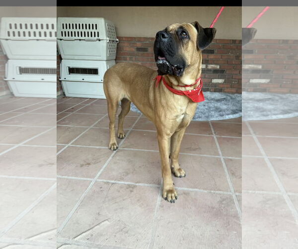 Medium Photo #4 Mastiff Puppy For Sale in Goodyear, AZ, USA