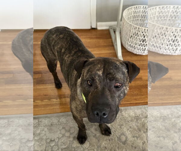 Medium Photo #12 American Pit Bull Terrier-Unknown Mix Puppy For Sale in Minneapolis, MN, USA