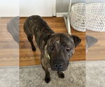 Small #11 American Pit Bull Terrier Mix