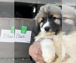 Puppy 6 Great Pyrenees
