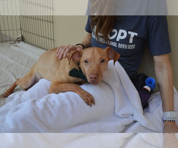 Medium Photo #2 Mutt Puppy For Sale in McKinney, TX, USA