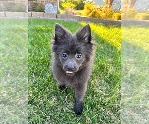 Pomeranian Dog for Adoption in INDIANAPOLIS, Indiana USA